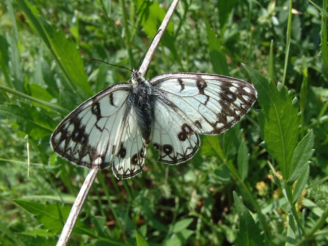 Melanargia arge e Melanargia galathea ?